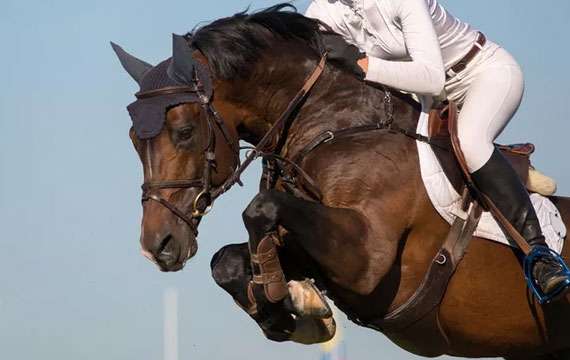 天星調良馬術場地障礙大賽 Jumping Equuleus