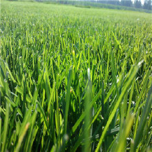 人造草坪門墊,人造草坪游樂墊,人造草坪墊子